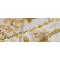 Flintia transversalis