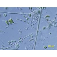 Geminella inerrupta