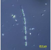 Geminella interrupta