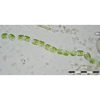 Geminella mutabilis