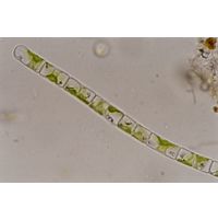 Geminella planctonica