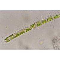 Geminella planctonica