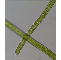 Microspora