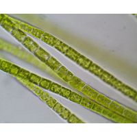 Microspora sp.