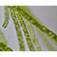 Microspora sp. 