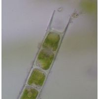 Microspora sp. 