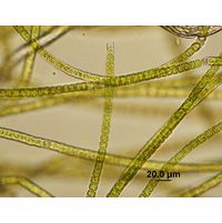 Microspora sp. 
