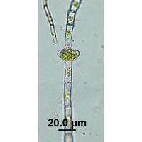 Oedogonium itzigsohnii