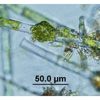 Oedogonium sexangulare