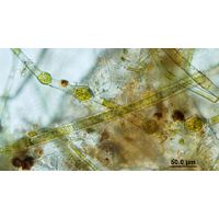 Oedogonium sexangulare