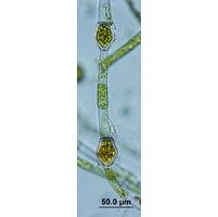 Oedogonium sexangulare