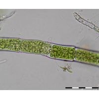 Oedogonium