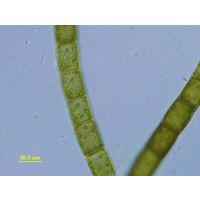 Oedogonium