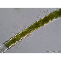 Oedogonium undulatum