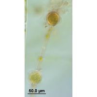 Oedogonium sp. 