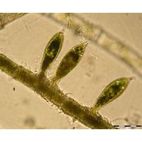 Oedogonium sp.