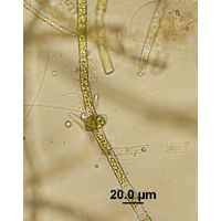 Oedogonium sp.