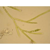 Stigeoclonium