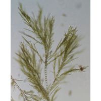 Stigeoclonium tenue 