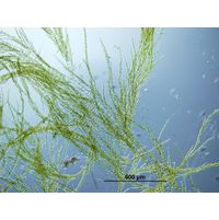 Stigeoclonium tenue