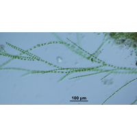 Stigeoclonium tenue