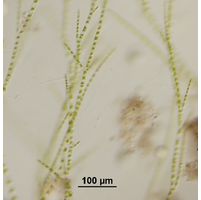 Stigeoclonium tenue