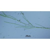 Stigeoclonium tenue