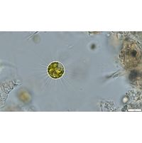 Acanthosphaera zachariasii