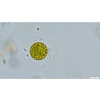 Acanthosphaera zachariasii