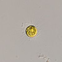 Acanthosphaera zachariasii