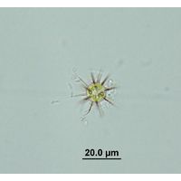 Acanthosphaera zachariasii