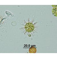 Acanthosphaera zachariasii