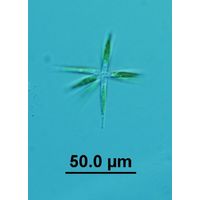 Actinastrum hantzschii