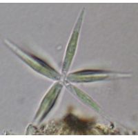 Actinastrum hantzschii