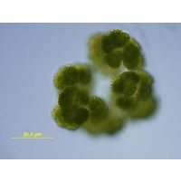 Botryococcus braunii