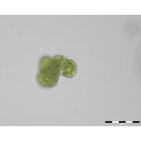 Botryococcus braunii