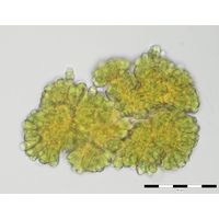 Botryococcus braunii