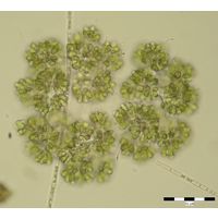 Botryococcus braunii
