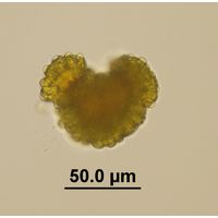Botryococcus braunii