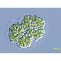 Botryococcus braunii