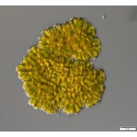 Botryococcus braunii