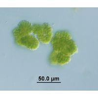 Botryococcus braunii