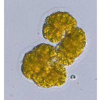 Botryococcus braunii