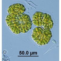 Botryococcus neglectus