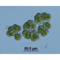 Botryococcus neglectus