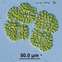 Botryococcus neglectus