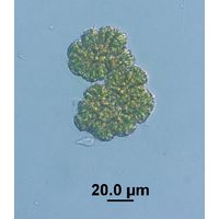Botryococcus neglectus 