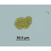 Botryococcus neglectus 