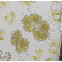 Botryococcus terribilis