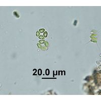 Crucigenia fenestrata